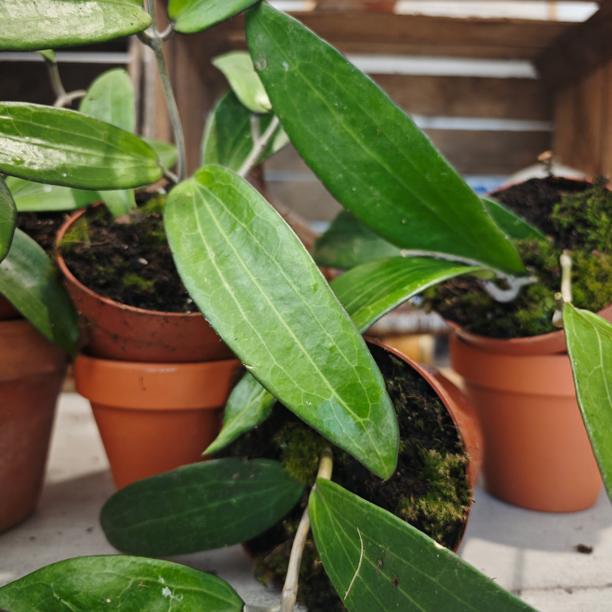 Hoya Cinnamomifolia – Liane tropicale - monjungle