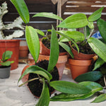 Hoya Cinnamomifolia – Liane tropicale