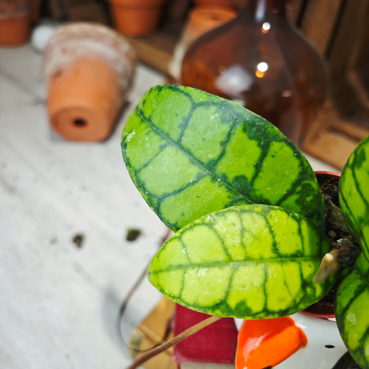 Hoya Callistophylla BLACK CAT - monjungle