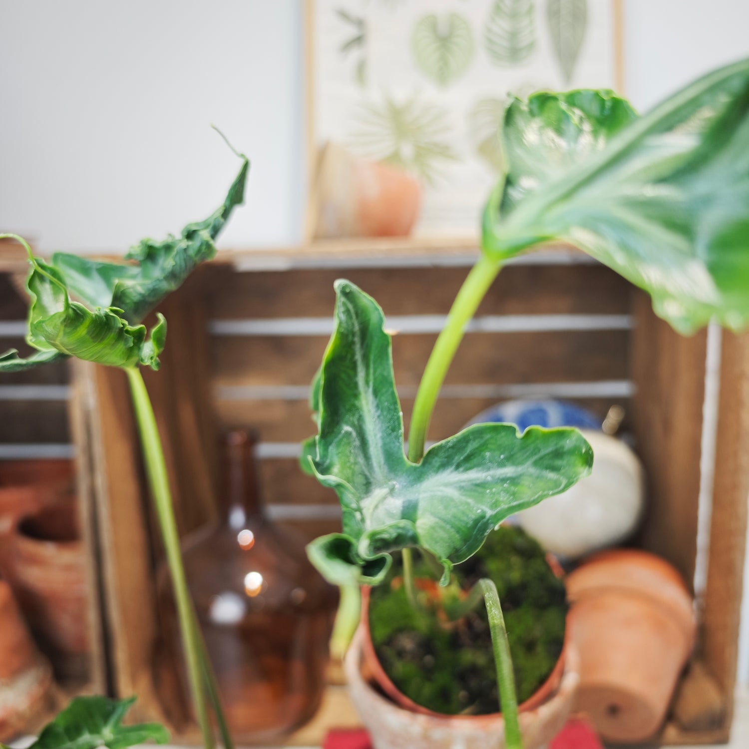 Alocasia Teletubbies