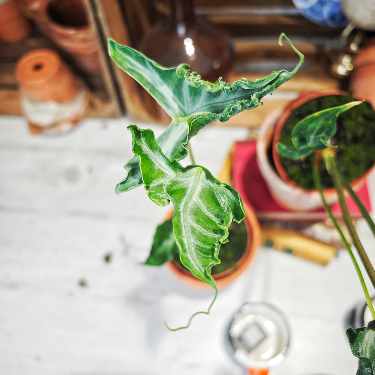 Alocasia Teletubbies - monjungle
