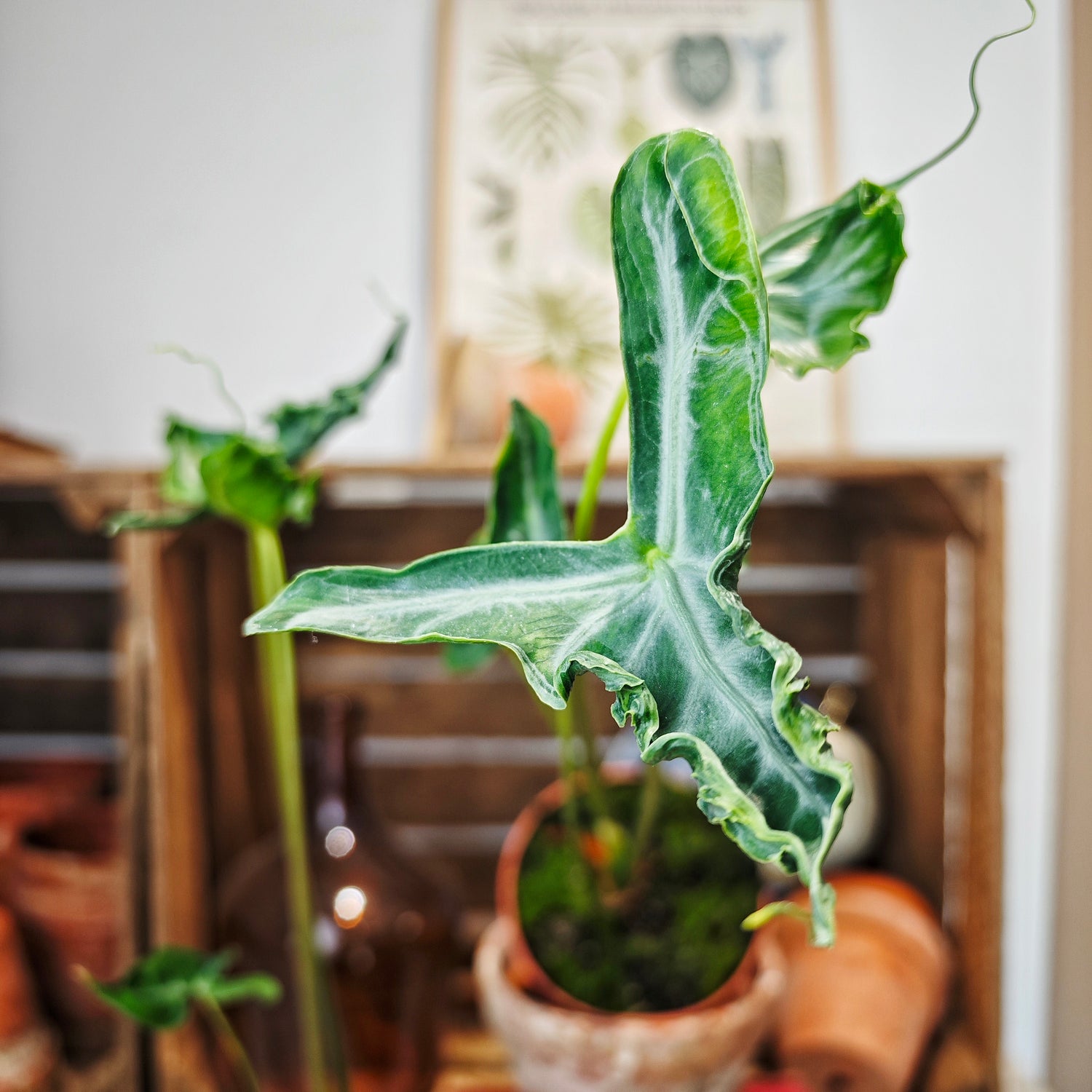 Alocasia Teletubbies
