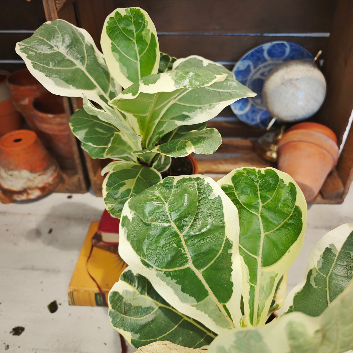 Ficus lyrata variegated - monjungle
