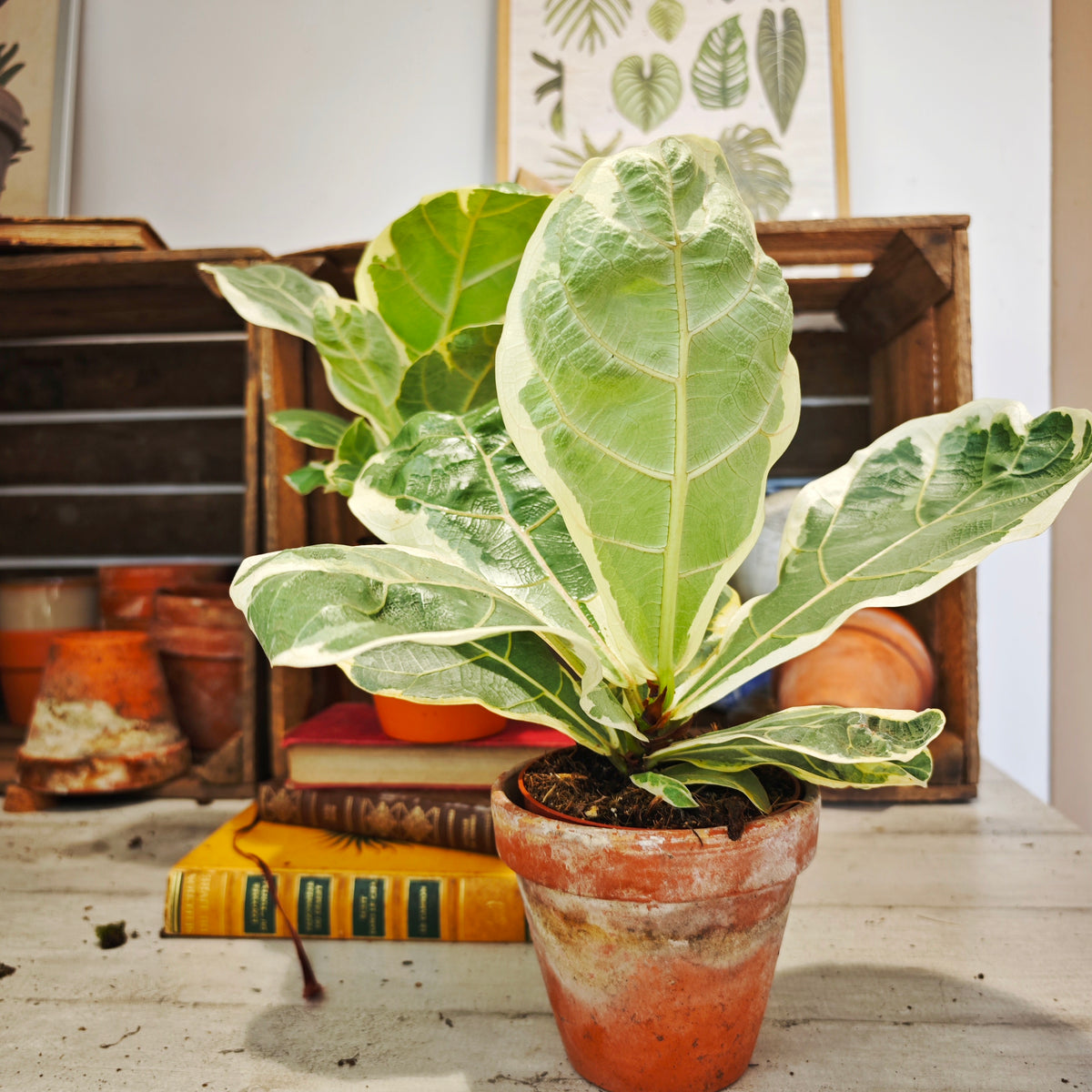 Ficus lyrata variegated - monjungle