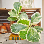 Ficus lyrata variegated
