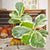 Ficus lyrata variegated - monjungle