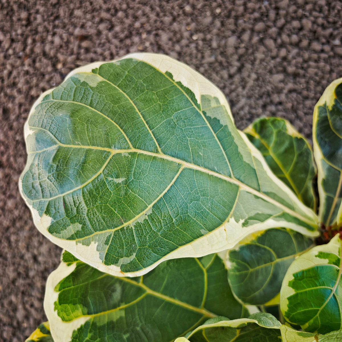 Ficus lyrata variegated - monjungle