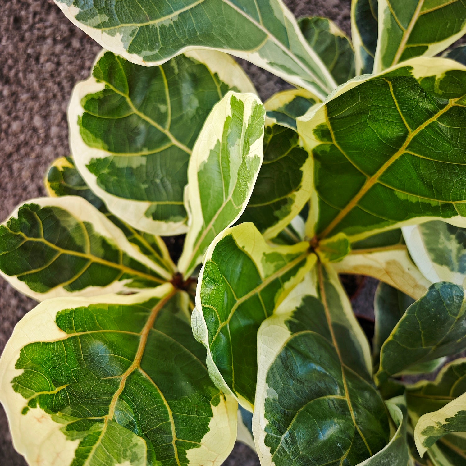 Ficus lyrata variegated