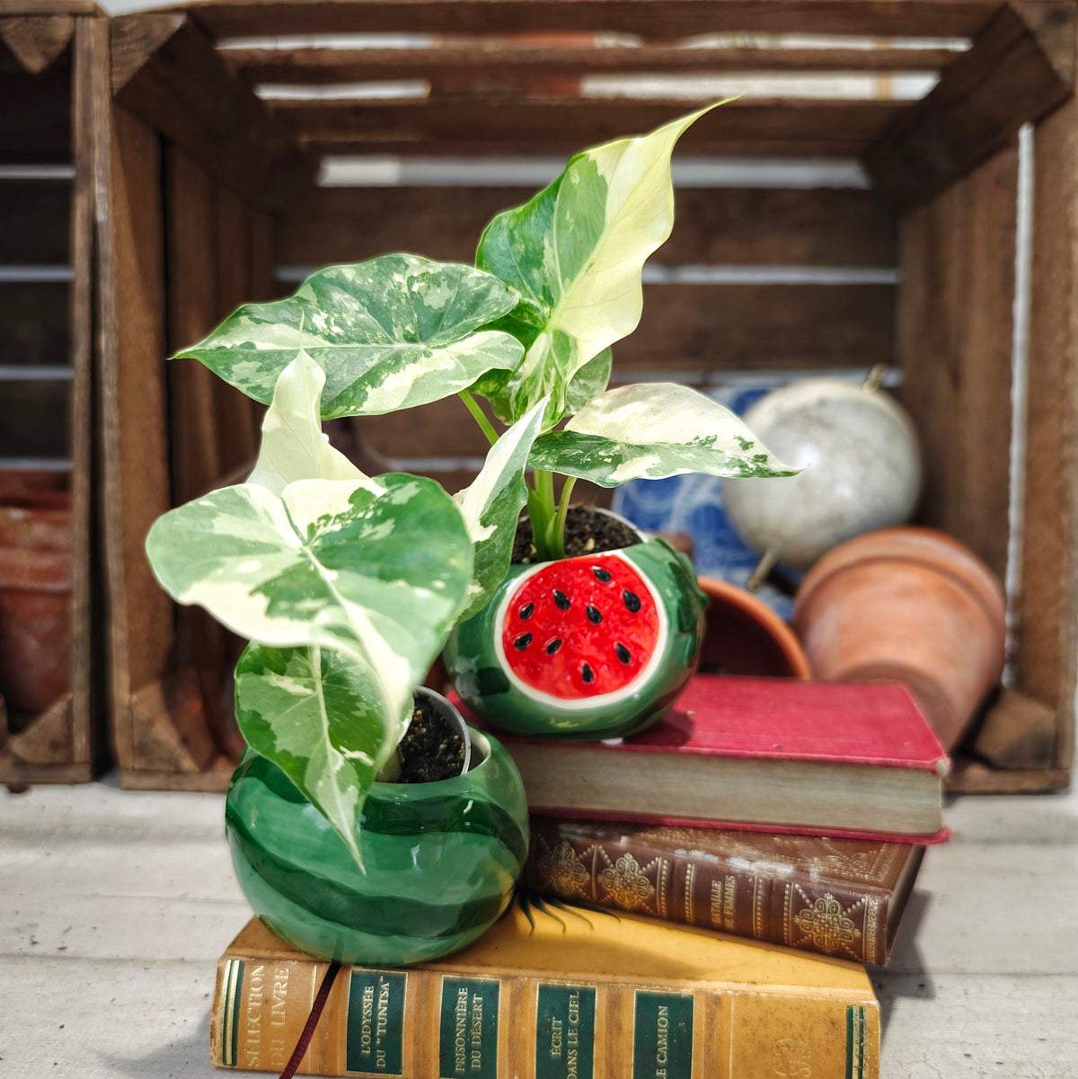 Alocasia Gageana albo variegata - monjungle