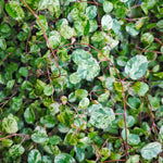 Muehlenbeckia Complexa Mao'ri Pink Camouflage - monjungle