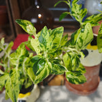 Euphorbia Tithymaloides