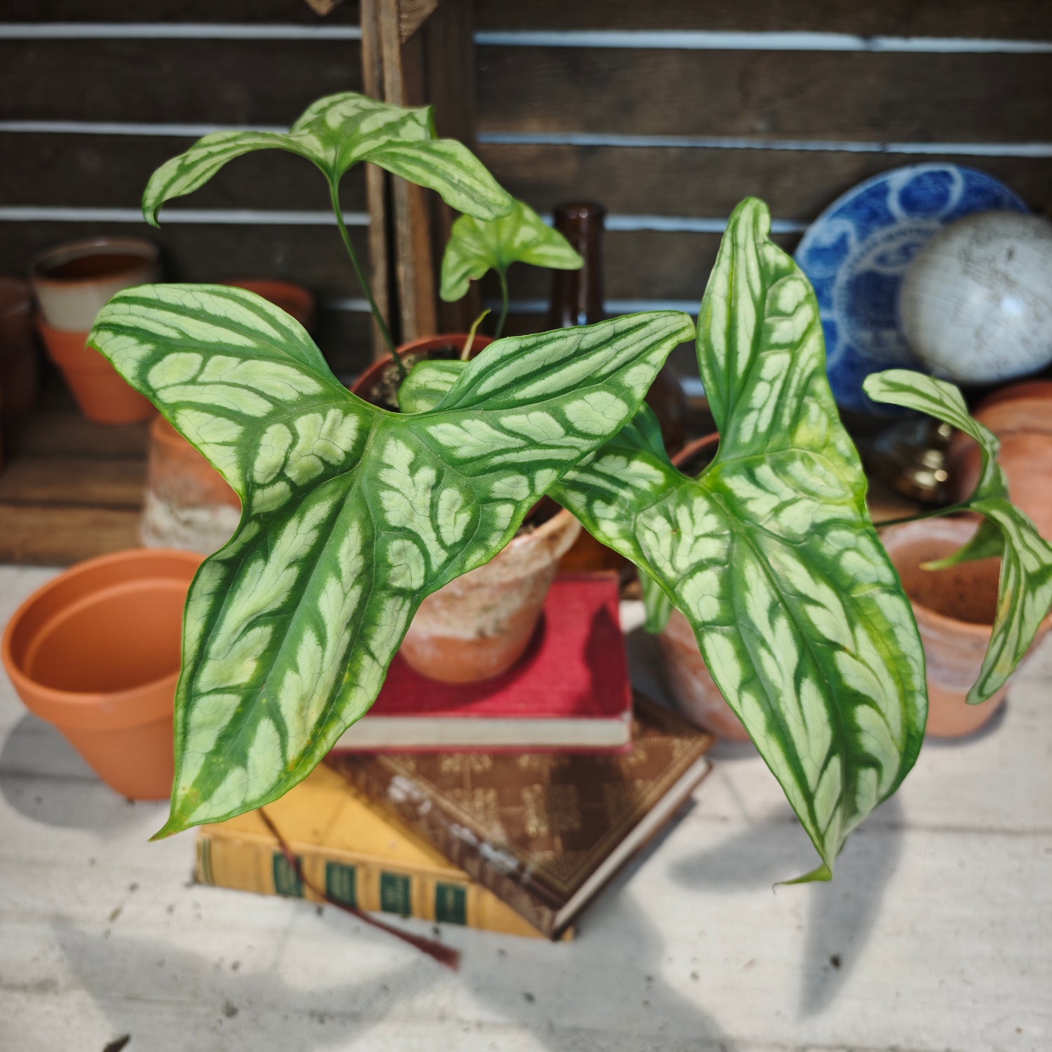 Cercestis Mirabilis