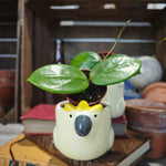 Hoya Carnosa Chelsea