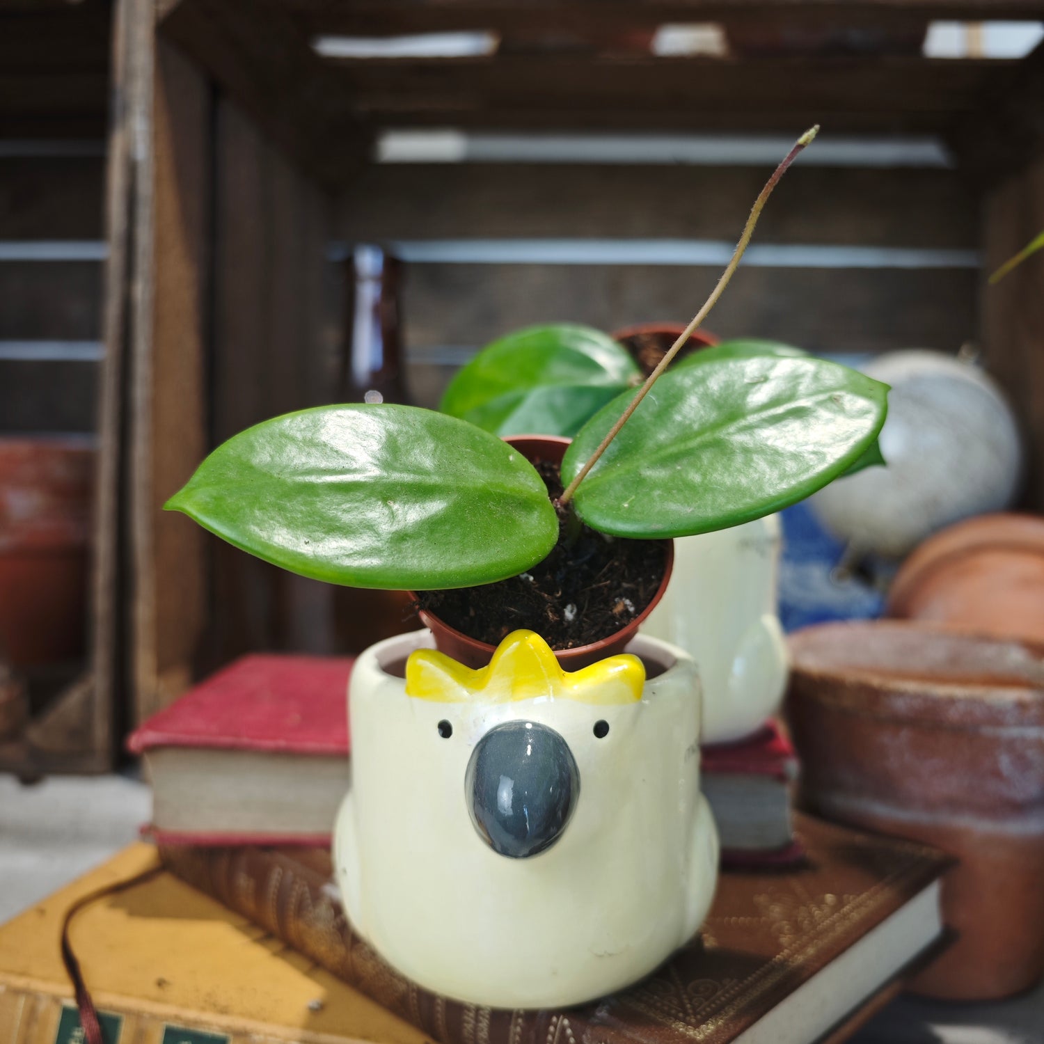Hoya Carnosa Chelsea