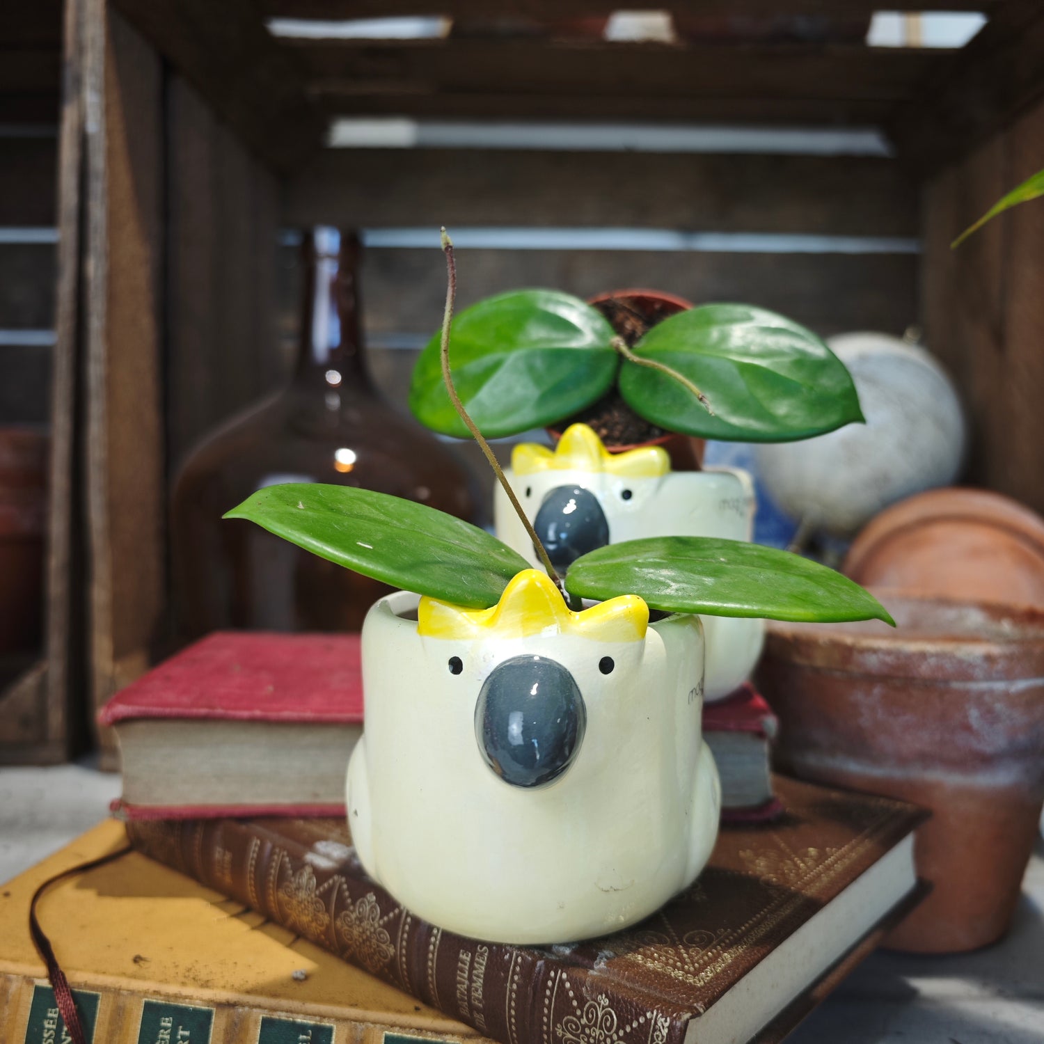 Hoya Carnosa Chelsea