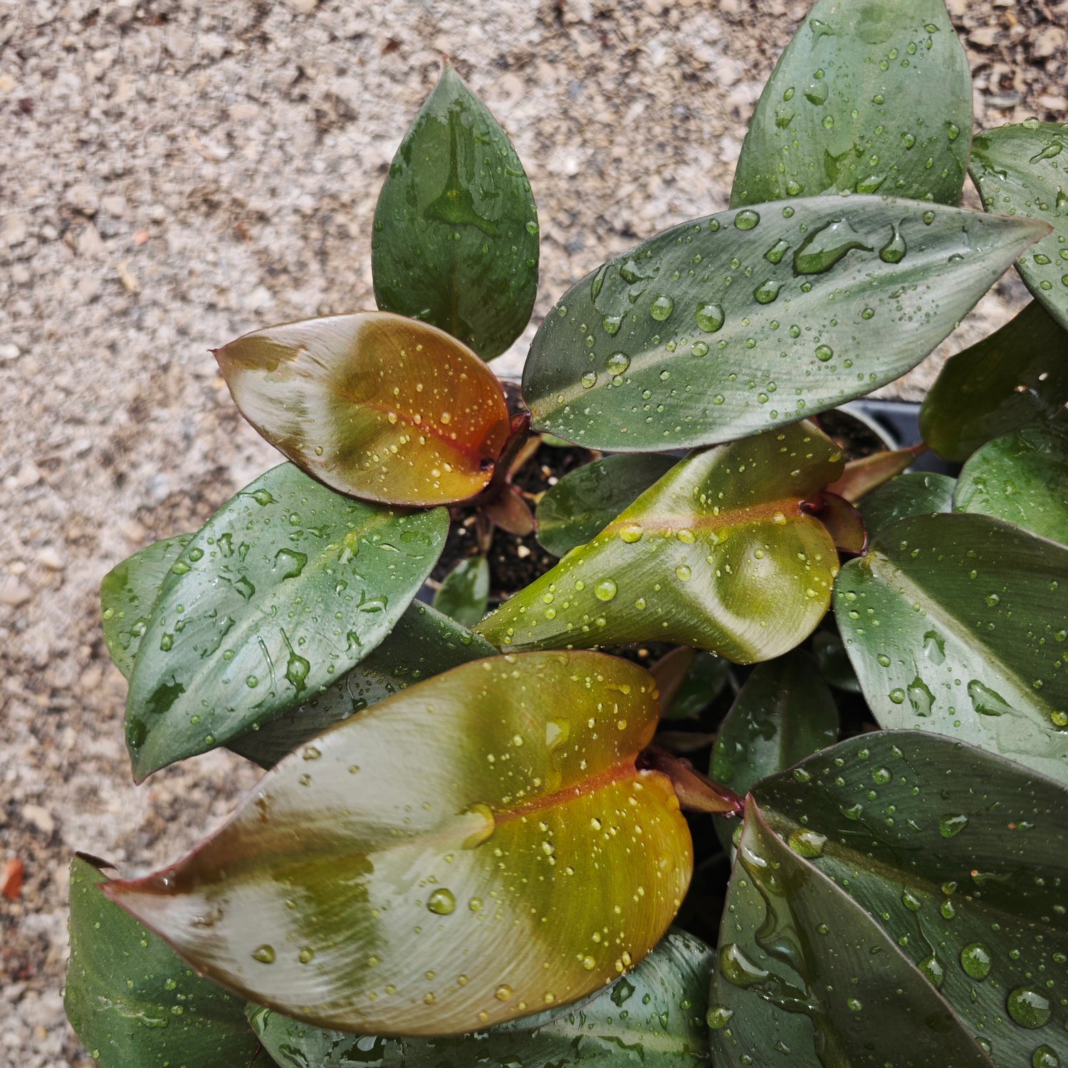 Philodendron Black Cardinal