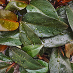 Philodendron Black Cardinal