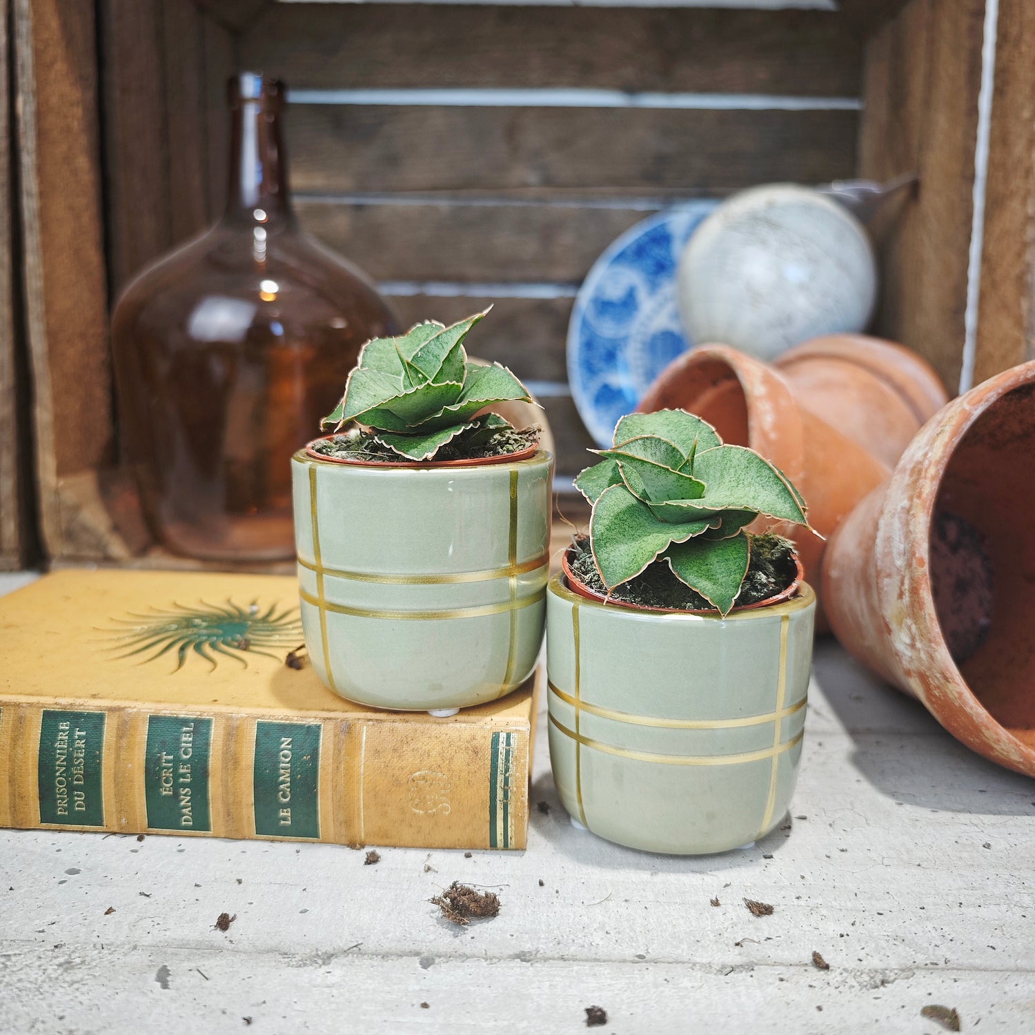 Sansevieria Rookie