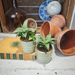 Sansevieria Cinta