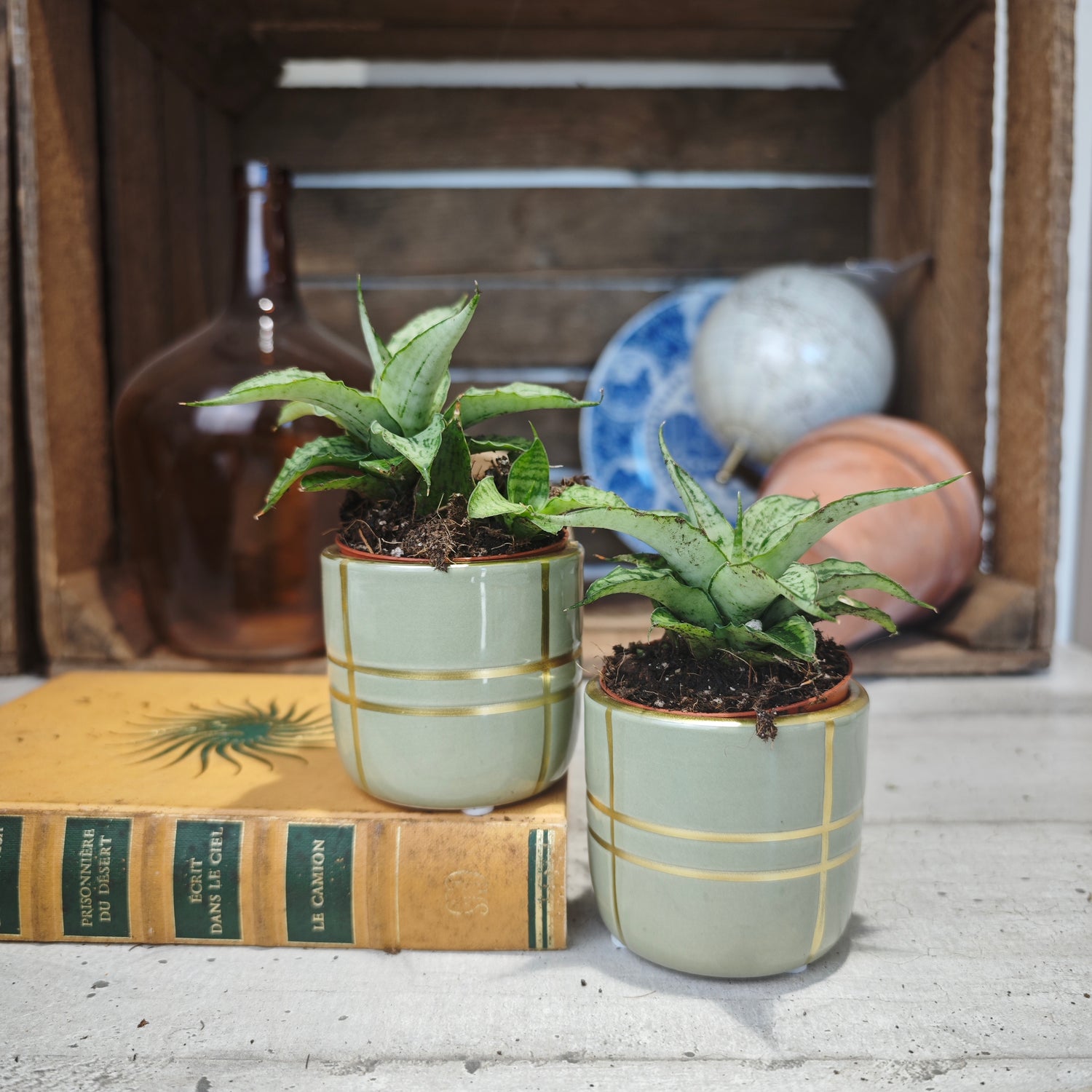 Sansevieria Cinta