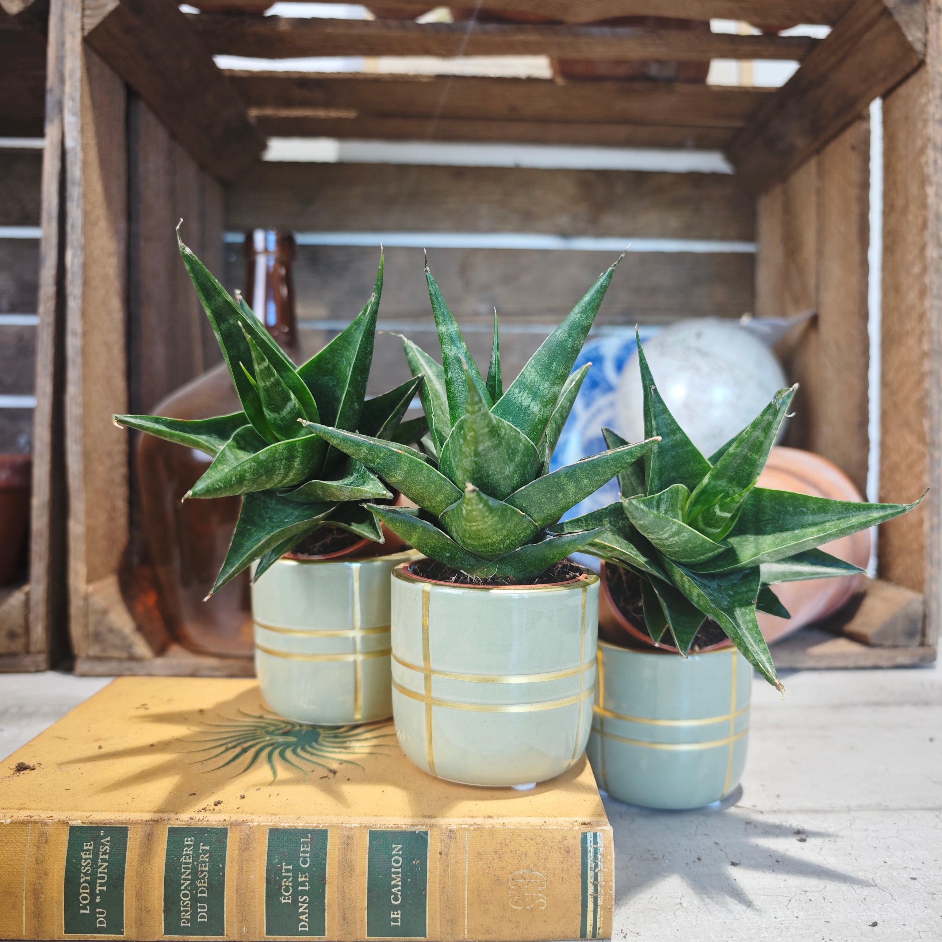 Sansevieria Star Rose - Plant with pink hues