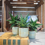 Sansevieria Lavranos