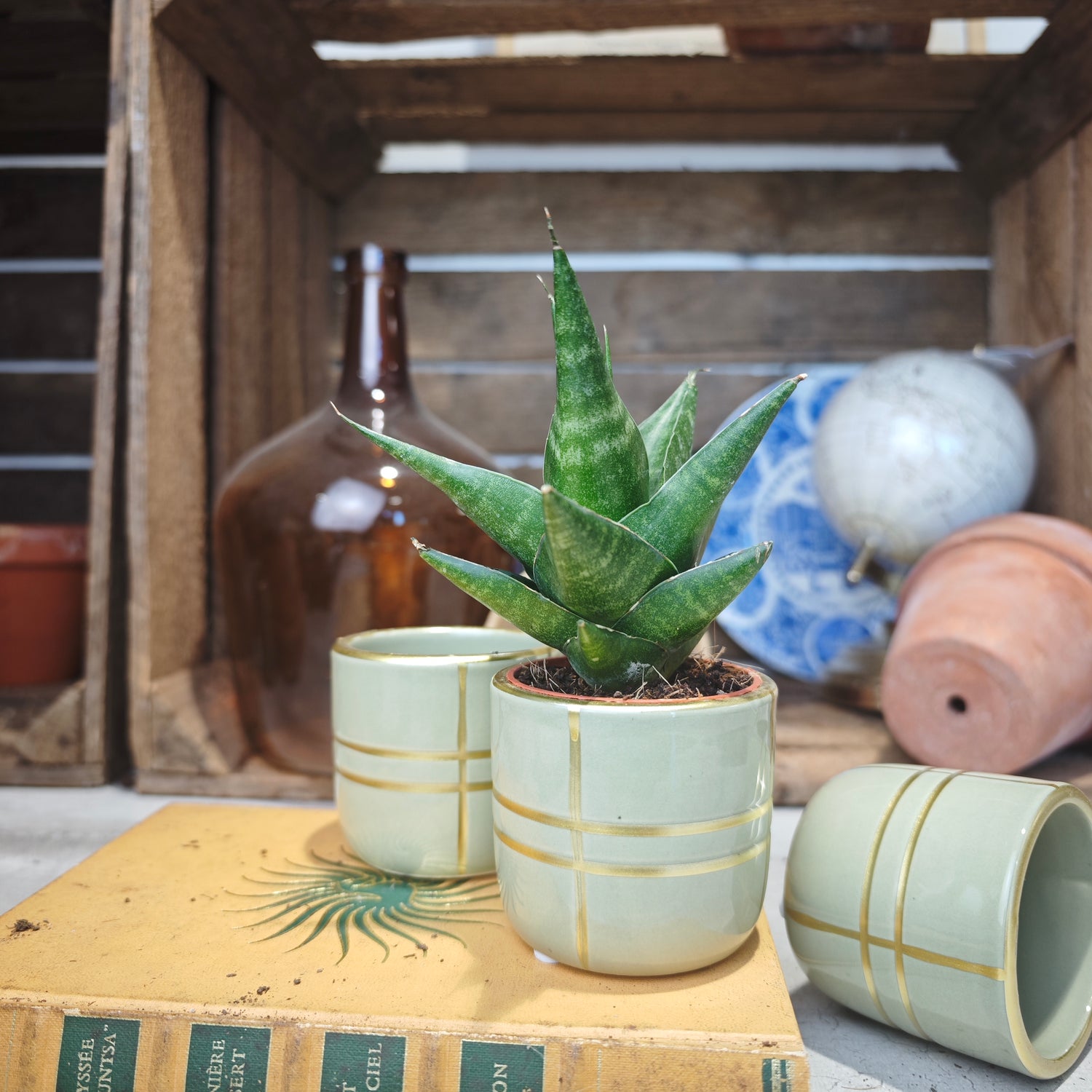 Sansevieria Lavranos