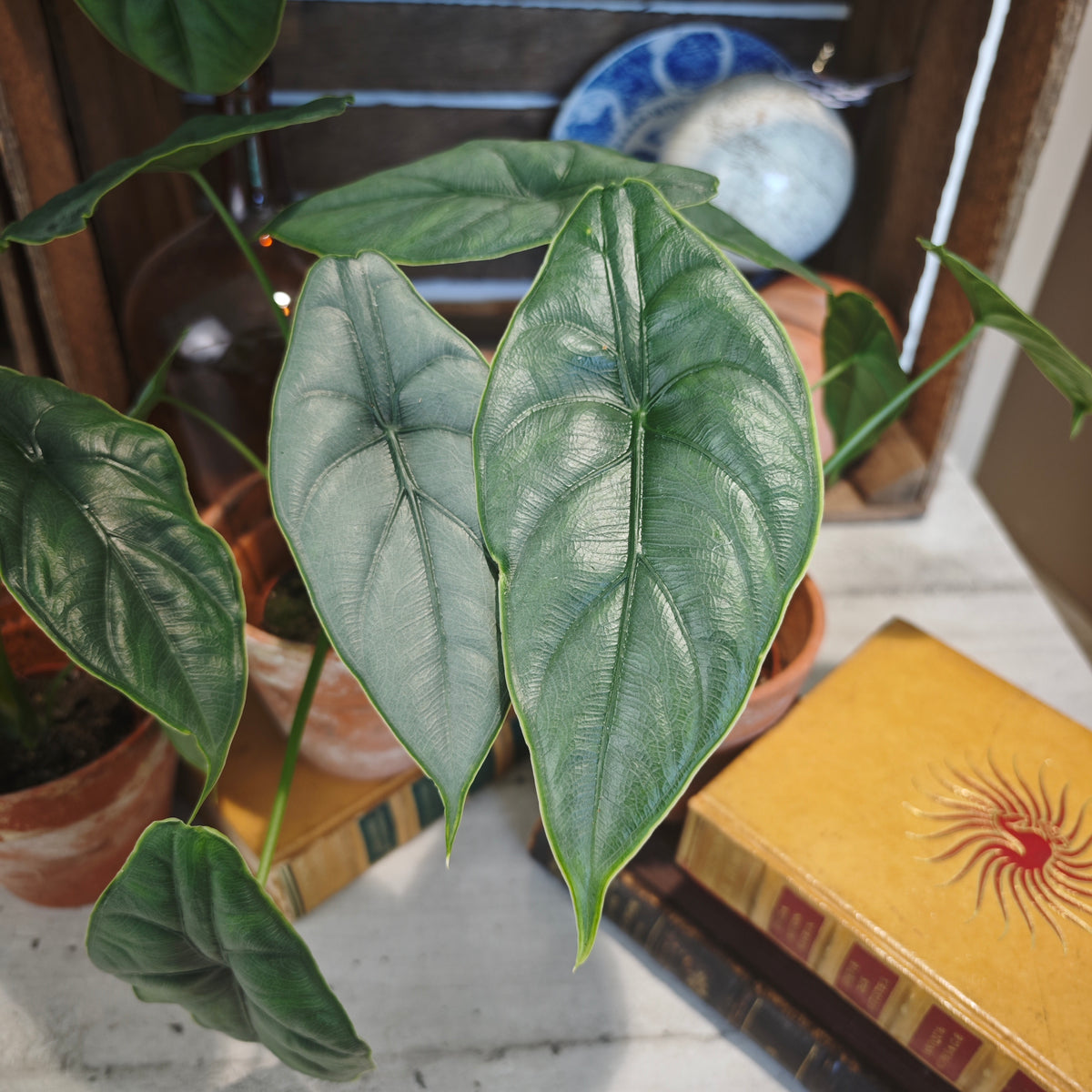 Alocasia Puncak Borneensis