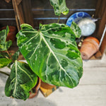 Philodendron Gloriosum Snow Leopard
