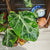 Philodendron Gloriosum Snow Leopard