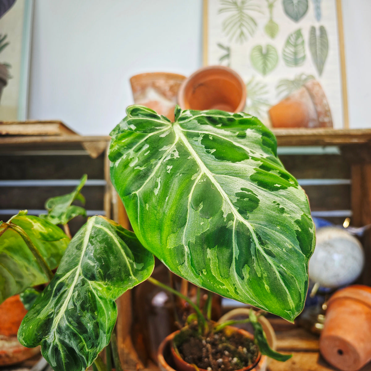 Philodendron Gloriosum Snow Leopard