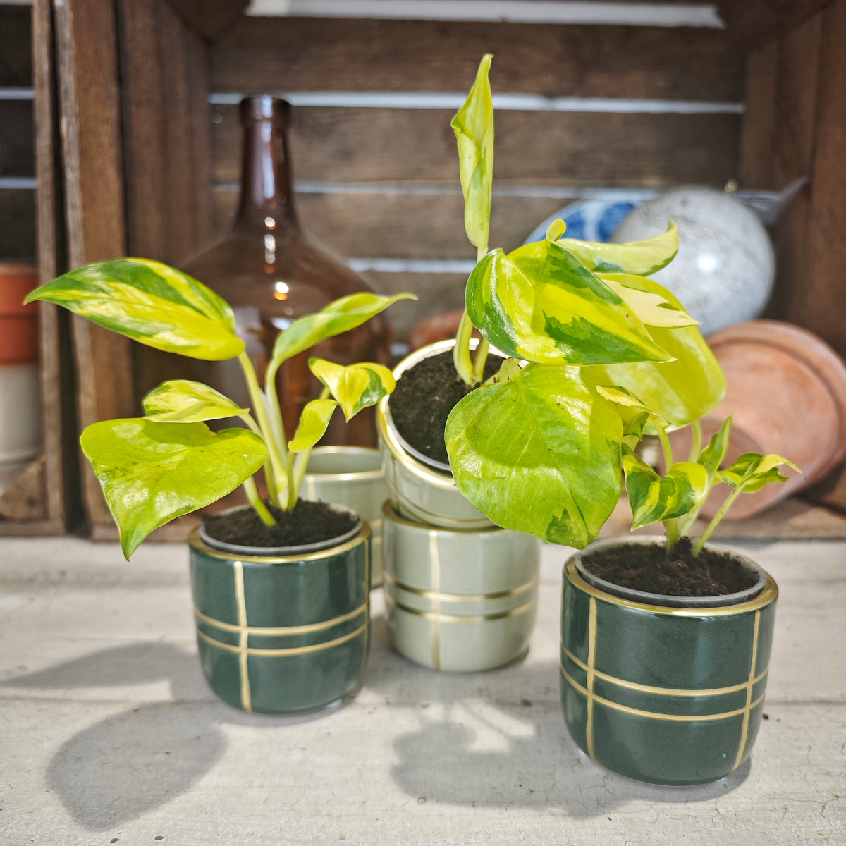 Epipremnum Neon Joy