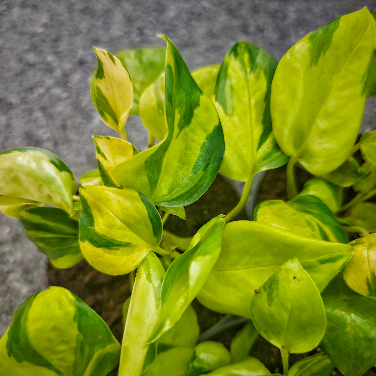 Epipremnum Neon Joy