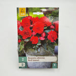 Bulbe - begonia odorosa red sunset (x2) - monjungle