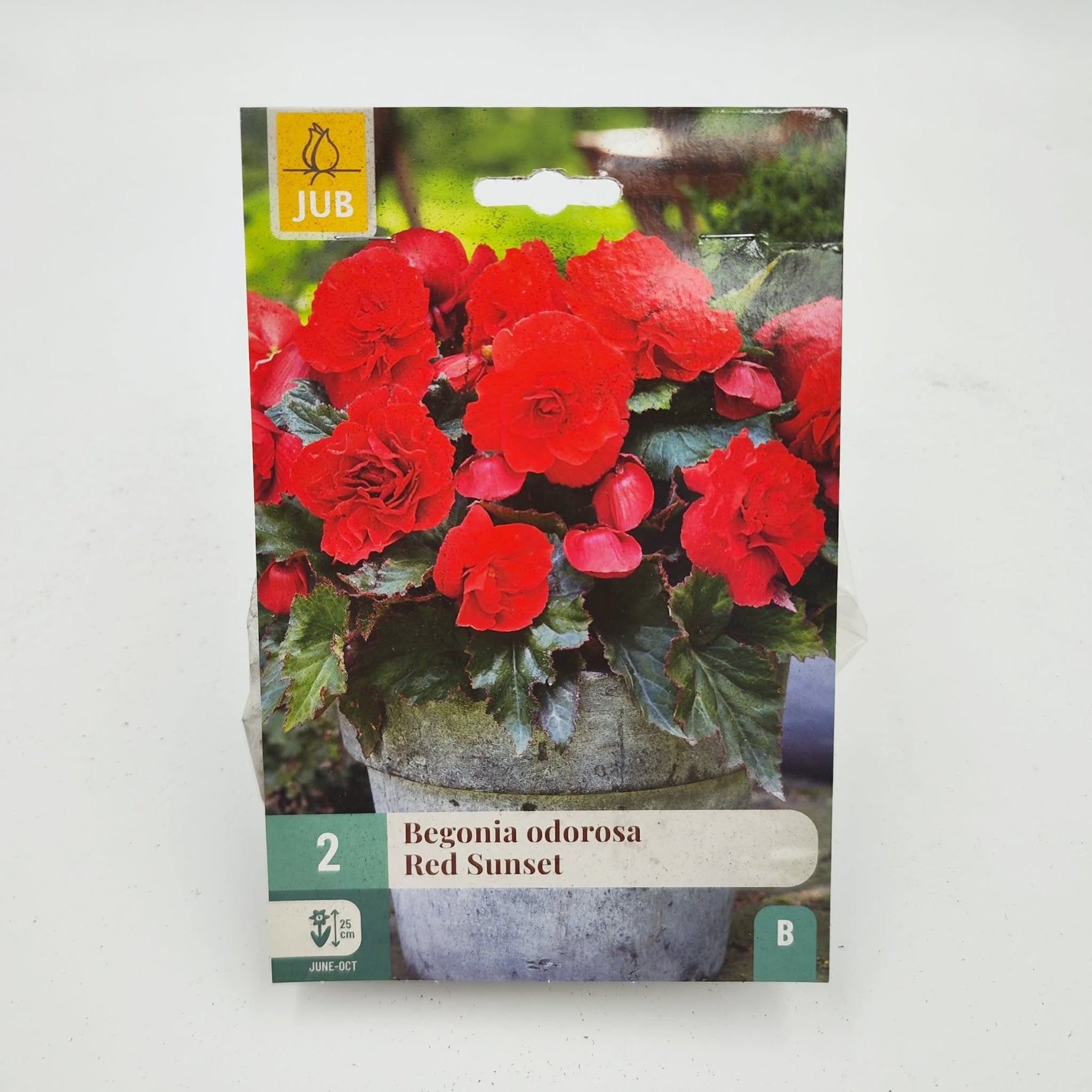 Bulbe - begonia odorosa red sunset (x2) - monjungle