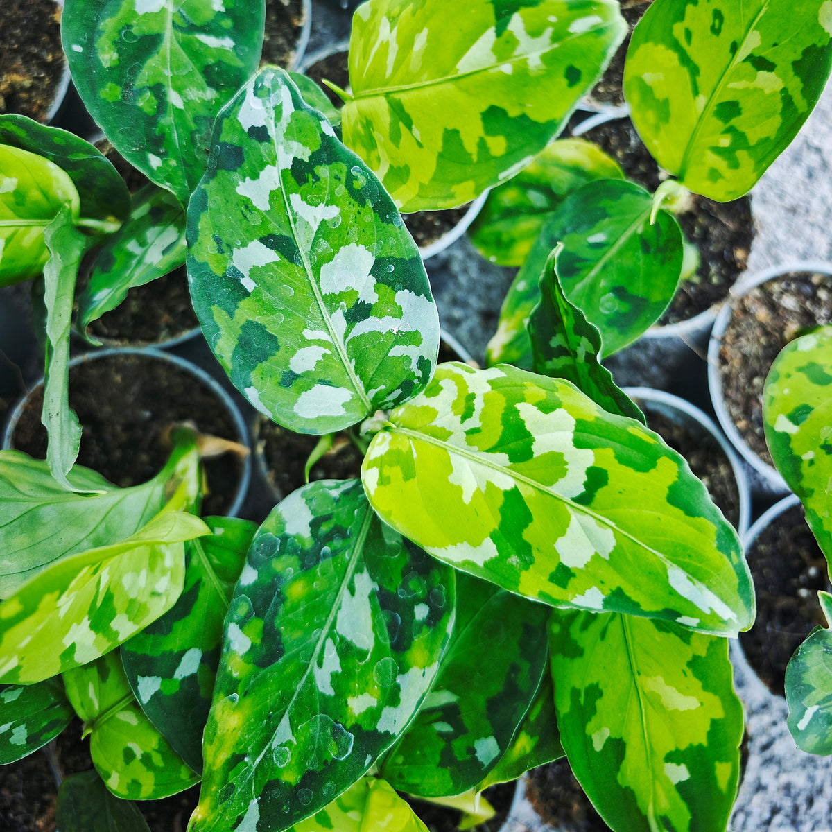Aglaonema pictum tricolor (S) - monjungle