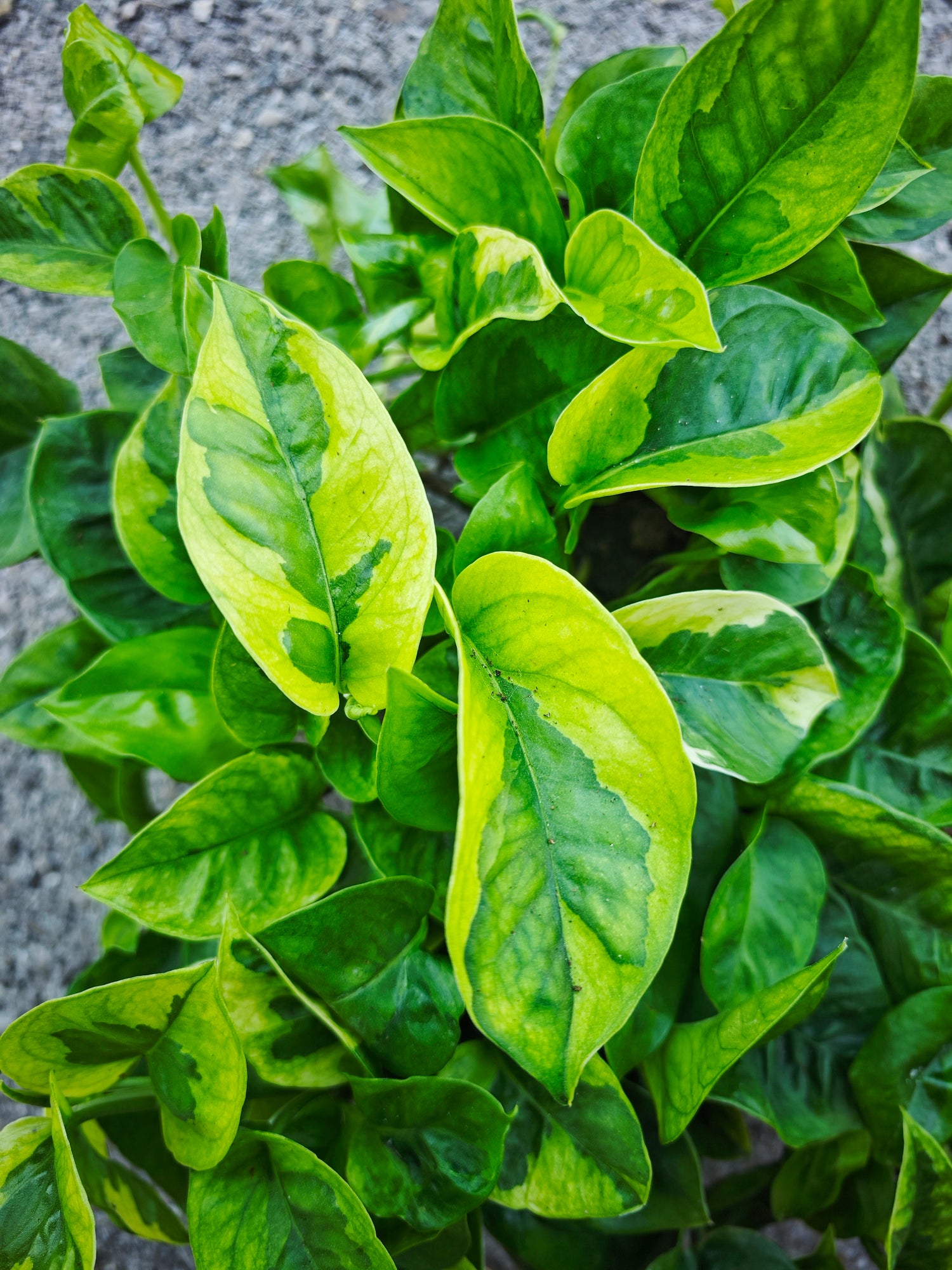 Epipremnum Emerald