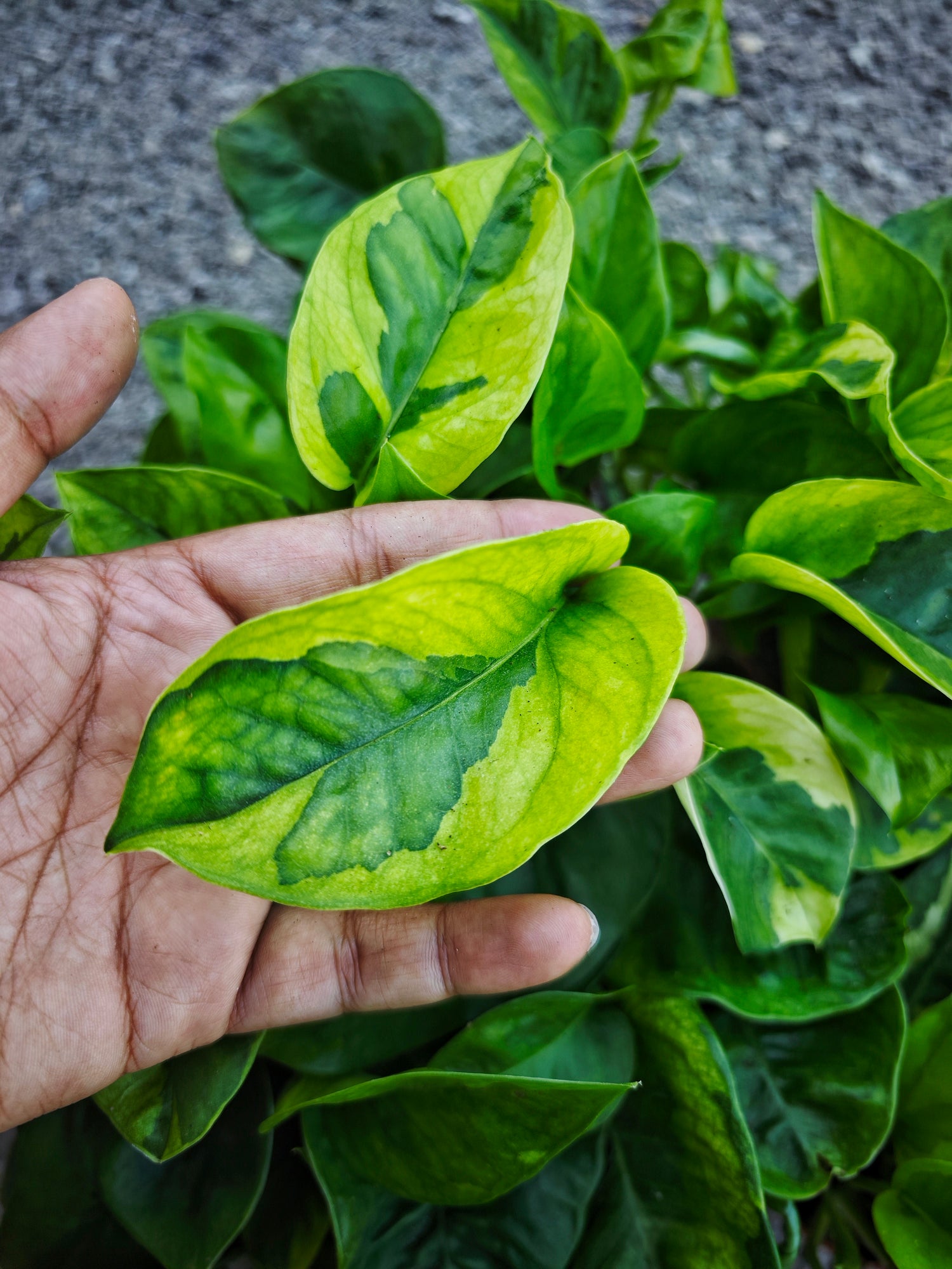 Epipremnum Emerald