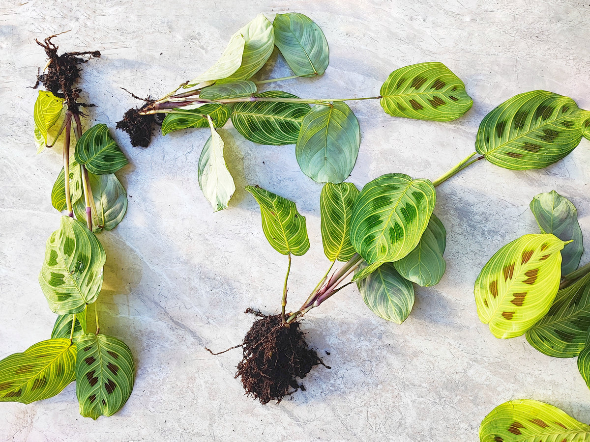 Rare Maranta Light Veins, bouture de 3 feuilles minimum monjungle
