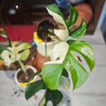 Rhaphidophora Tetrasperma Variegated