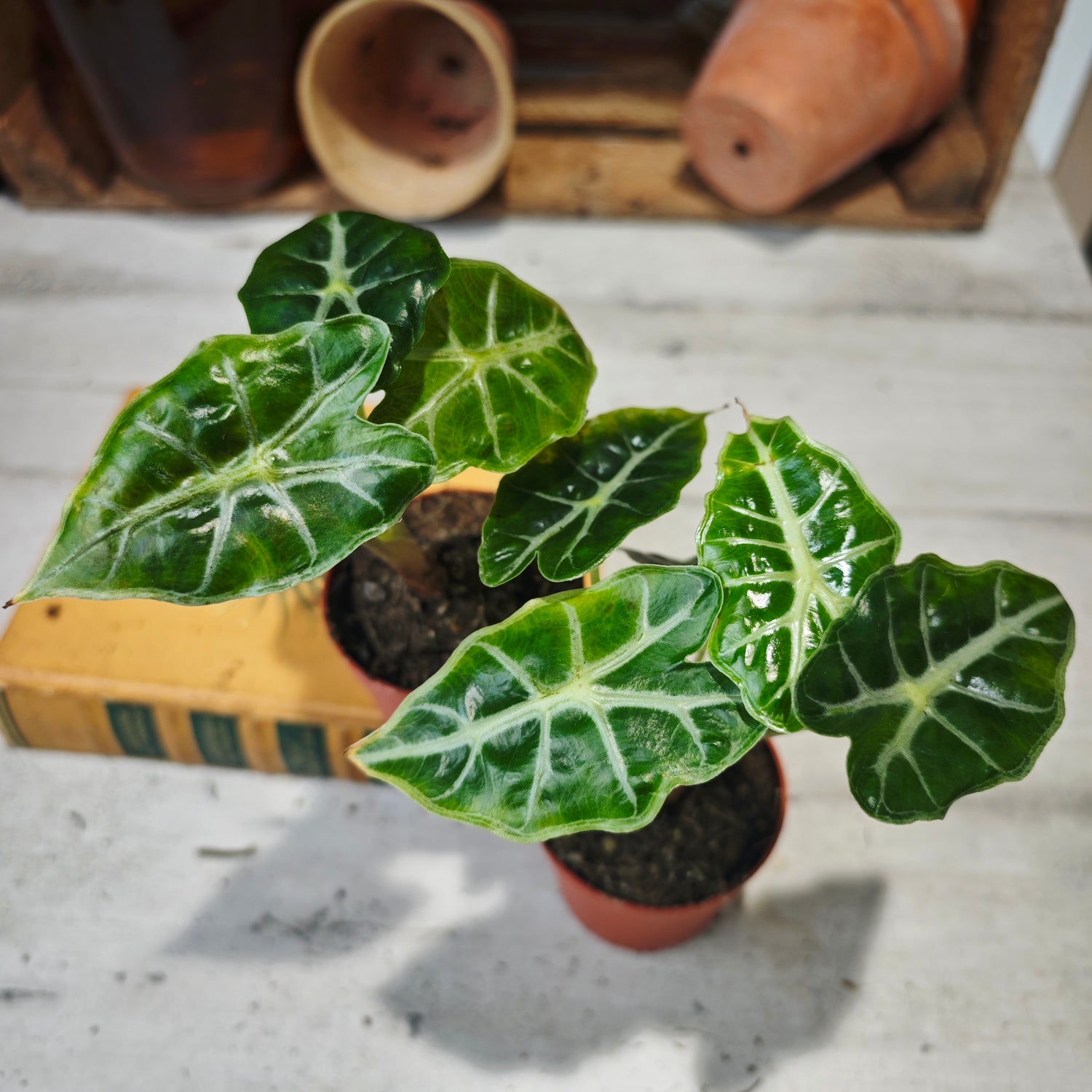 Alocasia Mandalay