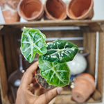 Alocasia Mandalay