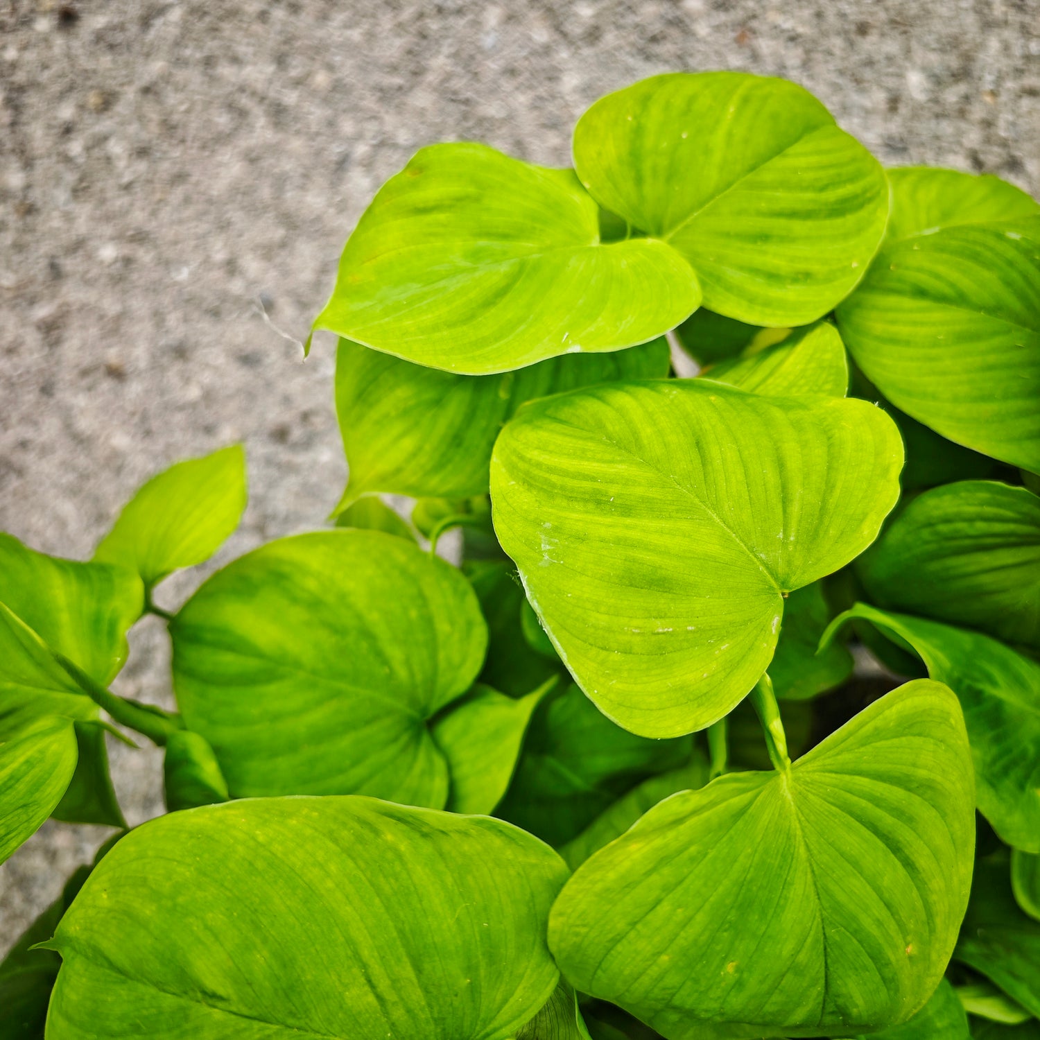 Philodendron Fibraecataphyllum