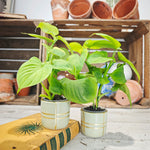Philodendron Fibraecataphyllum