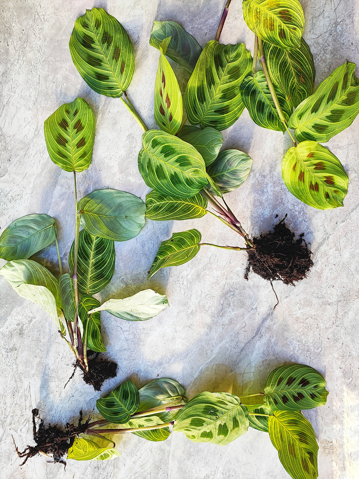 Rare Maranta Light Veins, bouture de 3 feuilles minimum monjungle