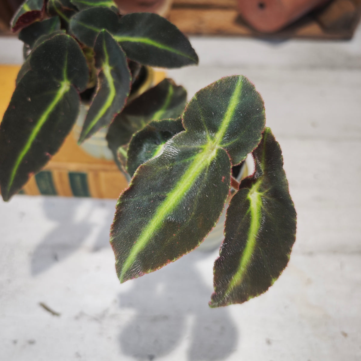Begonia Listrada