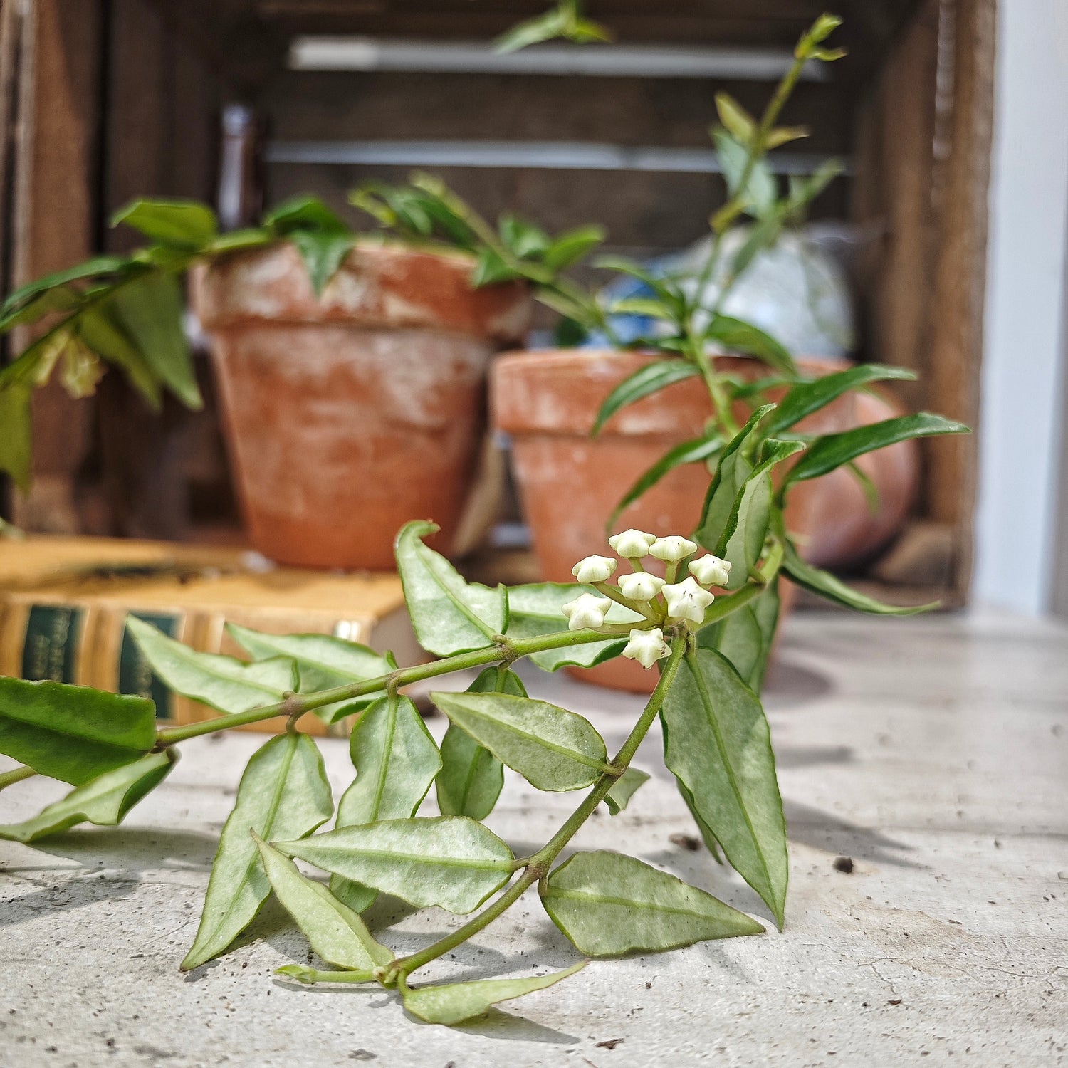 Hoya bella