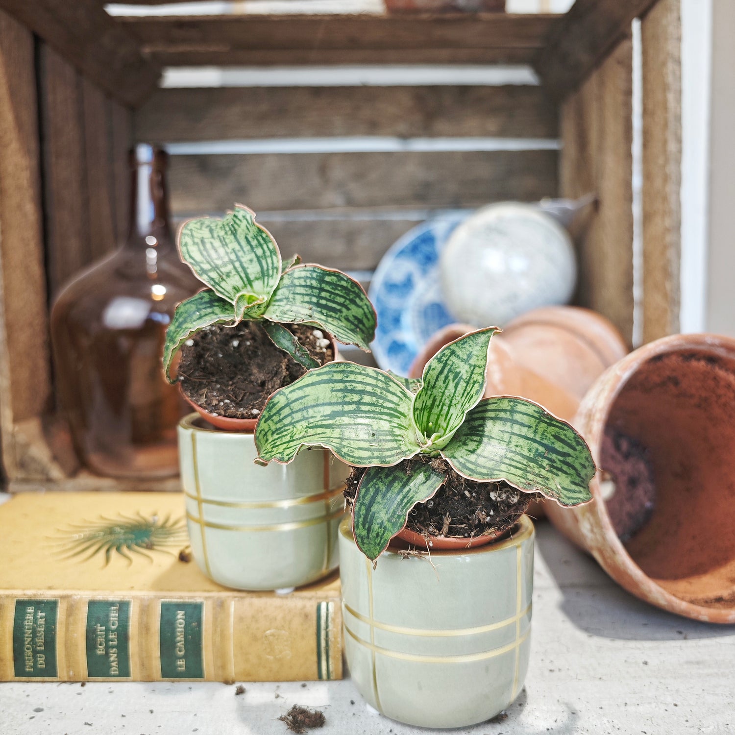Sansevieria Cleopatra (rare)