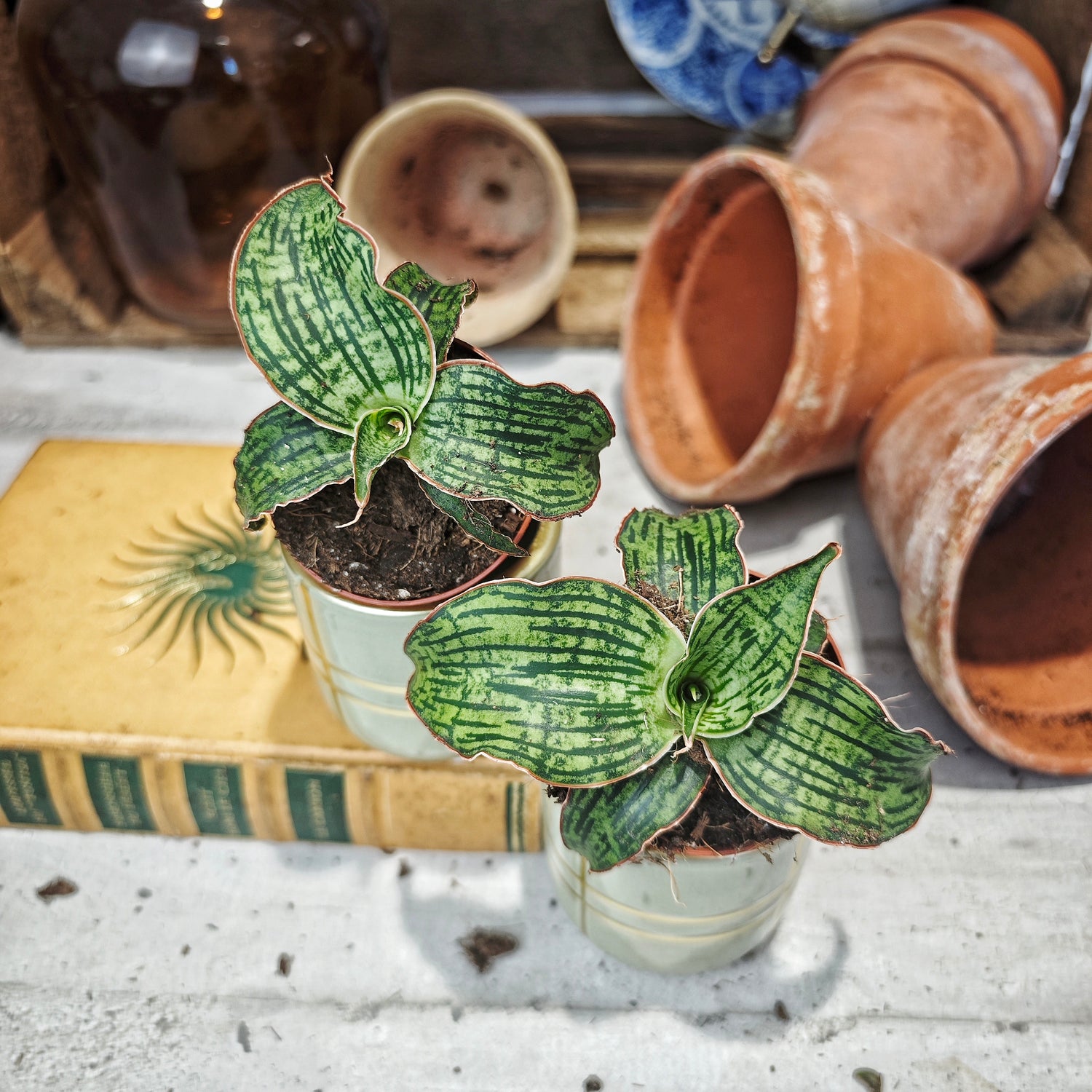 Sansevieria Cleopatra (rare)