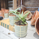 Sansevieria Swan Dancer